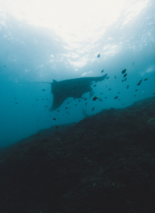 nusa penida