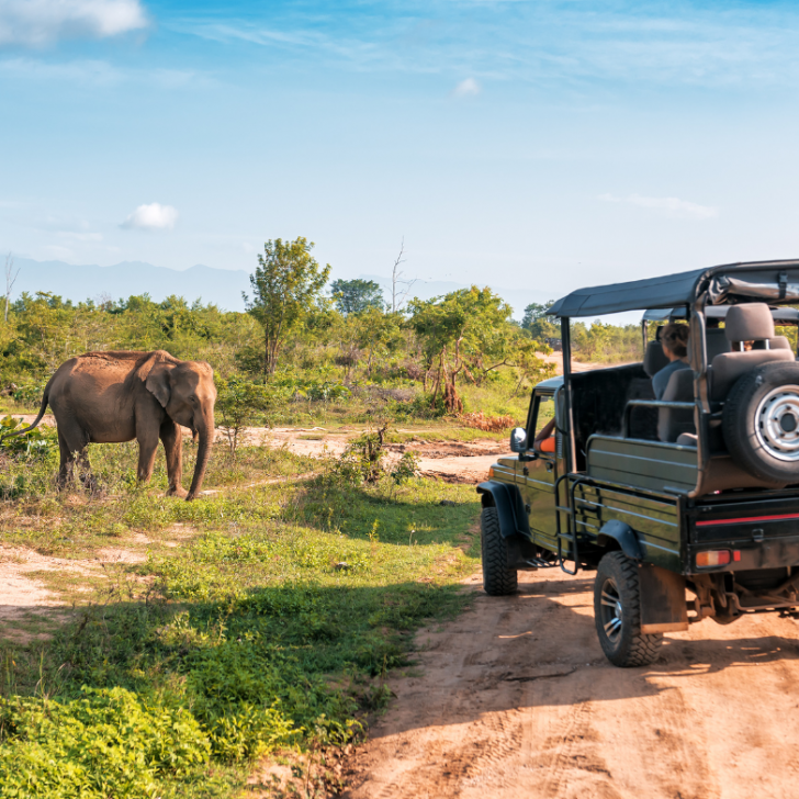 Copie de Carte 2024 (13) safari