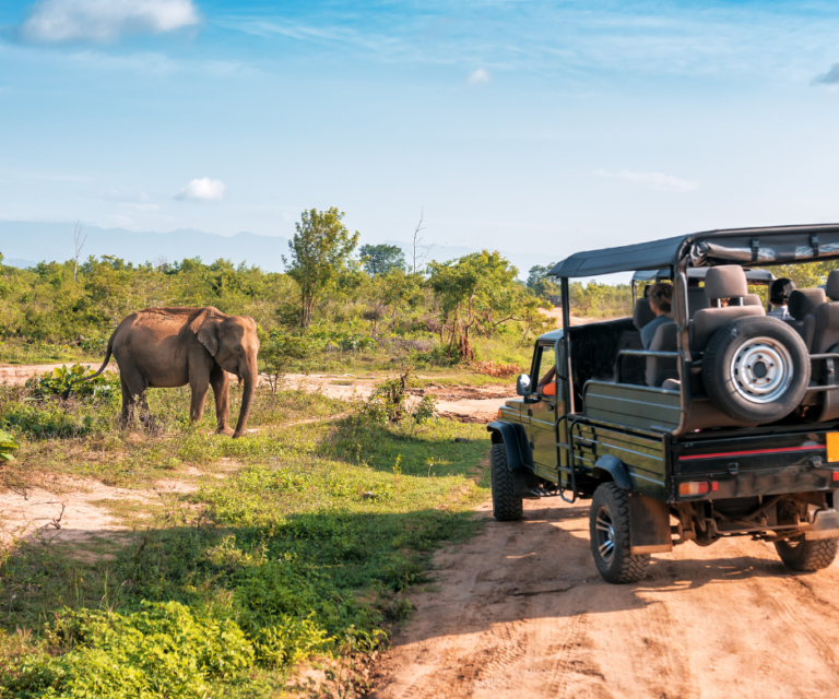 safari