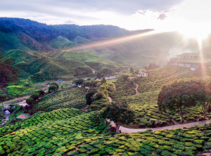 Malaisie, Cameron Highlands