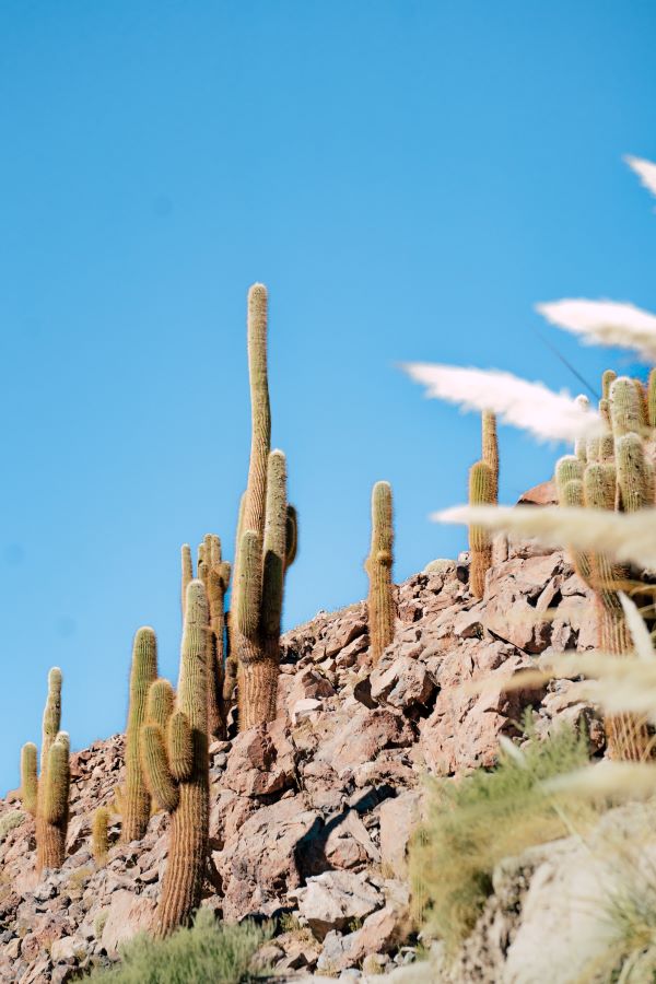 La végétation à l'Atacama