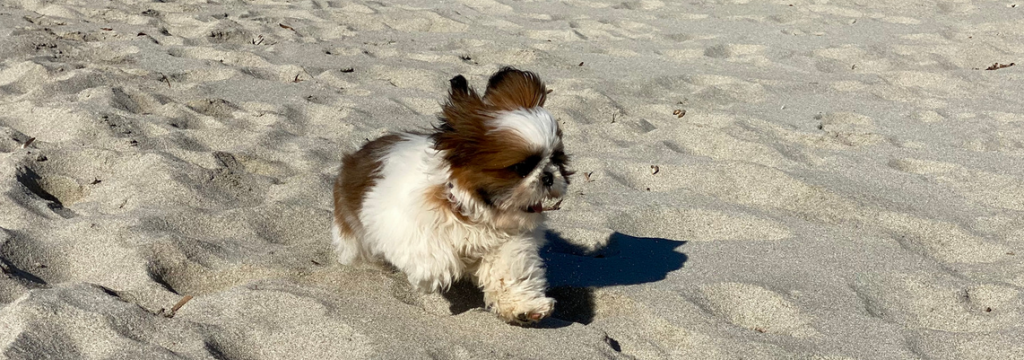 Un chien à la plage