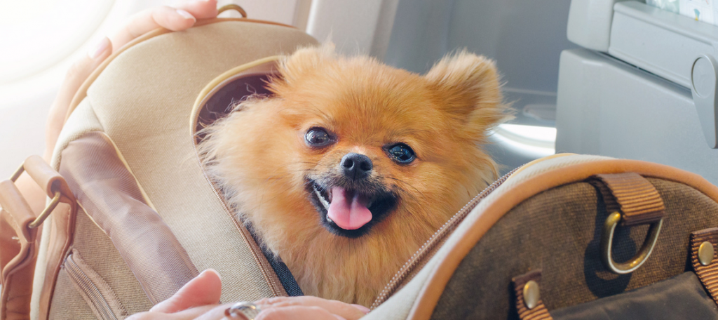 Chien dans l'avion