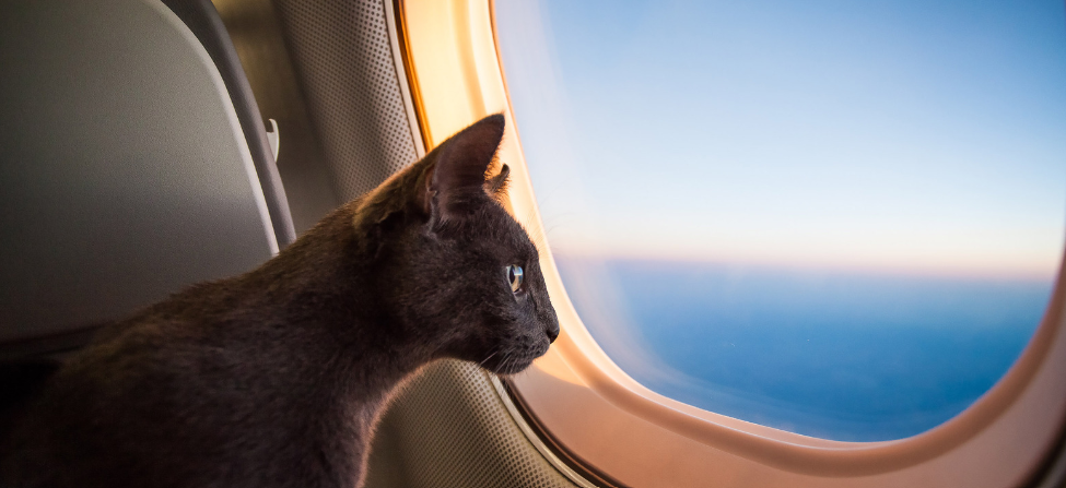 Un chat dans un avion