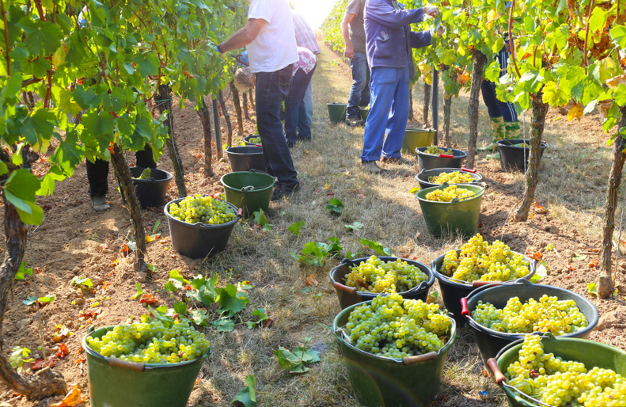 Récolte raisin fete des vendanges